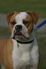 Image showing Olde English Bulldogge