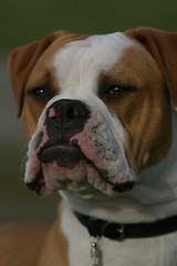 Image showing Olde English Bulldogge