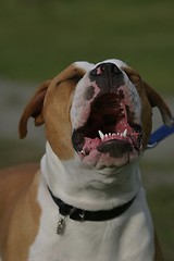 Image showing Olde English Bulldogge