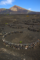 Image showing winery lanzarote spain  cultivation viticulture 