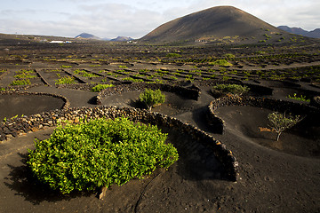 Image showing lanzarote spain la geria cultivation viticulture winery