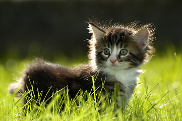 Image showing kitten