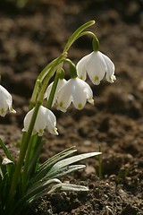 Image showing Spring flowers in the field