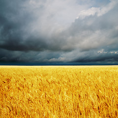 Image showing dark clouds over field with barley