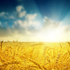Image showing barley close up and sunset