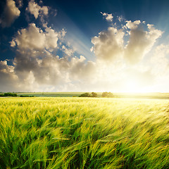 Image showing sunset over green field with barley