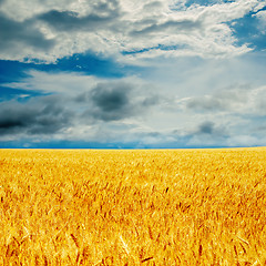 Image showing dramatic sky and golden barley