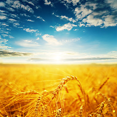 Image showing field with golden harvest and sunset