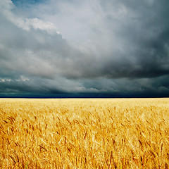 Image showing dramatic clouds over golden field. rain before