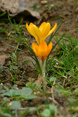 Image showing Crocus