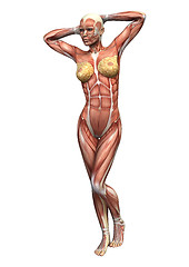 Image showing Female Anatomy Figure