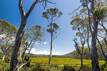 Image showing Tasmania Landscape