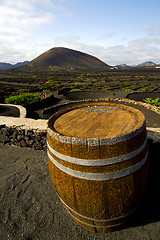 Image showing   screw grapes wall crops  cultivation barrel