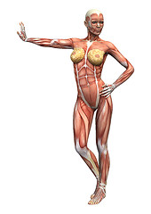 Image showing Female Anatomy Figure