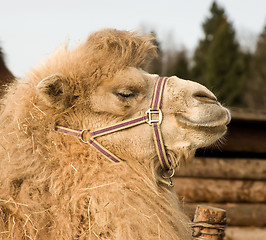 Image showing Camel.