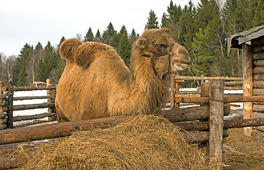 Image showing Camel.