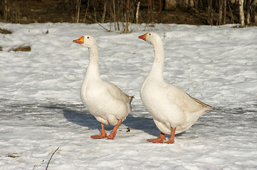 Image showing White geese.