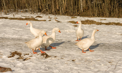 Image showing White geese.