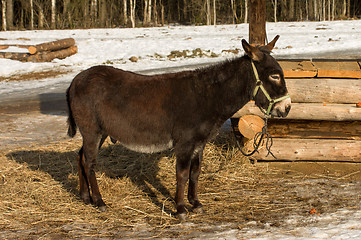 Image showing Donkey.