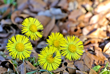 Image showing Coughwort, medicinal plant