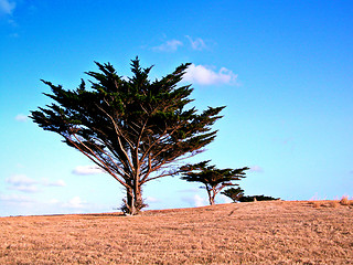 Image showing Trees in dry field