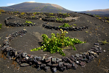 Image showing viticulture  winery lanzarote spain la 