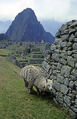 Image showing Machu Picchu