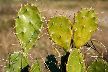 Image showing Cactus