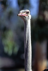 Image showing Ostrich