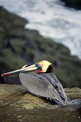 Image showing Pelican