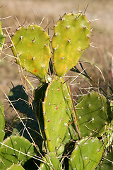 Image showing Cactus