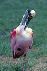 Image showing Roseate Spoonbill