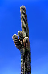 Image showing Saguaro