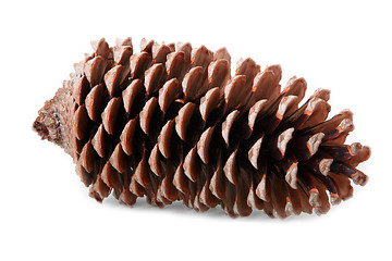 Image showing Fir Cone