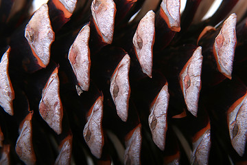 Image showing Fir Cone