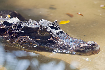 Image showing Crocodile