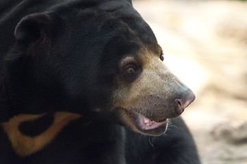 Image showing Malayan sun bear