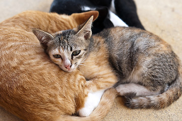 Image showing Kittens