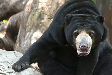 Image showing Malayan sun bear