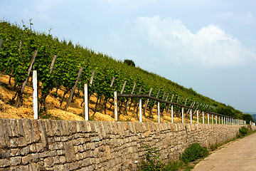 Image showing vineyard