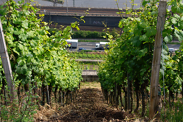 Image showing vineyard