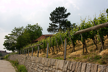 Image showing vineyard