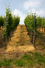 Image showing vineyard