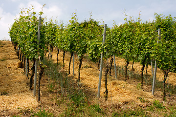 Image showing vineyard