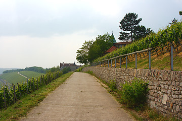 Image showing vineyard