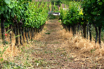 Image showing vineyard