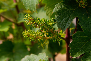 Image showing vineyard