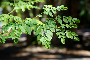 Image showing branches and leaves of moringa tree