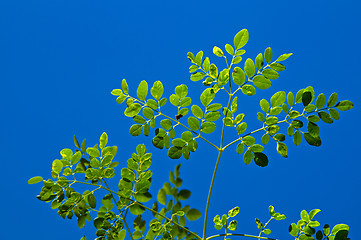 Image showing young moringa tree against blue sky