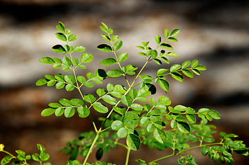 Image showing young moringa tree in sunshine